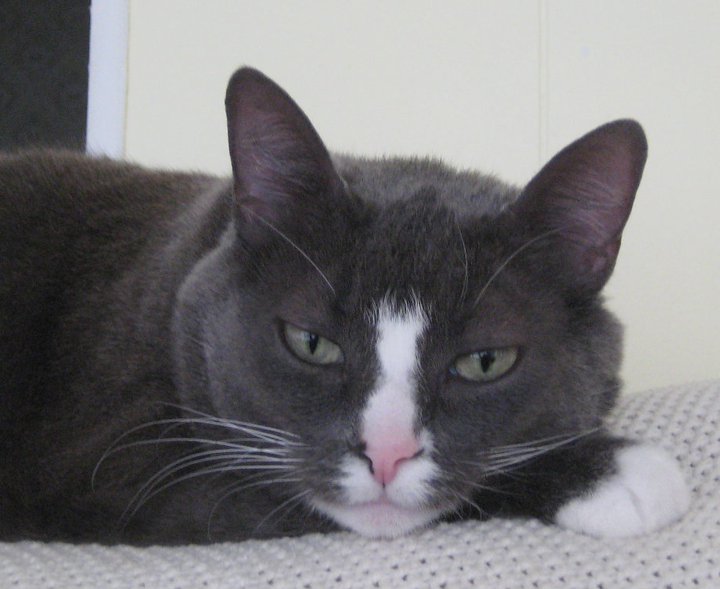 Kat And Dog Sitter in Clearwater Florida 33755, KatAndDogSitter@gmail.com, KatAndDogSitter.com, 727-385-2673, in home pet sitter in Clearwater Florida 33755, in home pet sitting in Clearwater Florida 33755, in home dog sitter in Clearwater Florida 33755, dog sitting in Clearwater Florida 33755, in home cat sitter in Clearwater Florida 33755, cat sitting in Clearwater Florida 33755, in home bird sitter in Clearwater Florida 33755, bird sitting in Clearwater Florida 33755